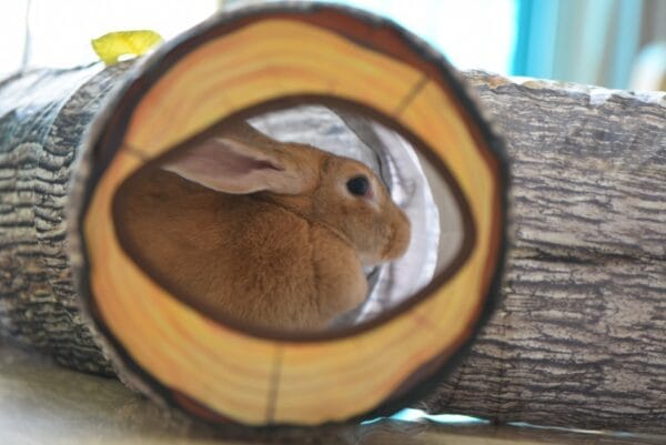 Tree Pattern Tunnel Pet Zhiyi Cat Toy Pets Supplies Dog Toys - obrazek 5